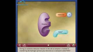 NAD How the NAD Works in Cell [upl. by Anelak678]