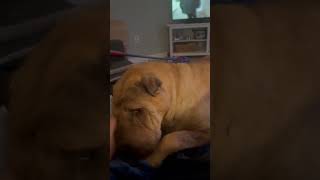 Olive  Fawn SharPei  SharPei Rescue of Virginia [upl. by Pallas]