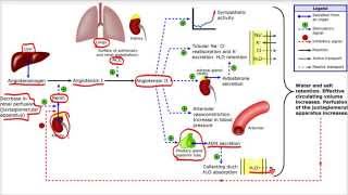 Sistema Renina Angiotensina Aldosterona [upl. by Arodoet734]