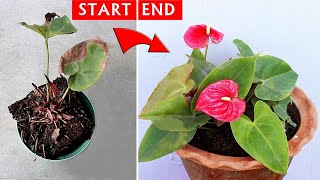 SEE How I SAVED a DYING Anthurium Plant [upl. by Woodhead]