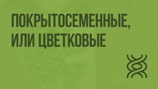 Покрытосеменные или Цветковые Видеоурок по биологии 5 класс [upl. by Thierry704]