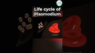 Life Cycle of Plasmodium 🦟  shorts ytshorts  Infinity Learn NEET [upl. by Yrad]