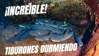 VERÁS CÓMO DUERMEN LOS TIBURONES [upl. by Iht439]