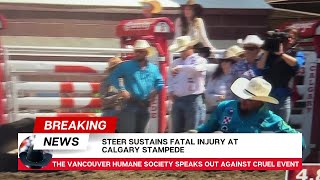 Fatal injury at Calgary Stampede steer wrestling July 8 2024 [upl. by Aneel]