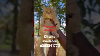 Kittens sale in maduraicoimbatorechennaiTrichyVelloreselamerodekittenssalecatsaletamilpets [upl. by Leehar856]