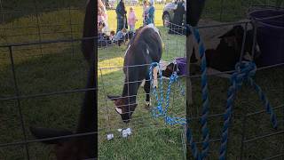 Petting Zoo at The Muslim Extravaganza 2024 At Overpeck Park New Jersey [upl. by Nnaecarg]