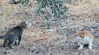 Kittens playing in the garden😍 [upl. by Ute]