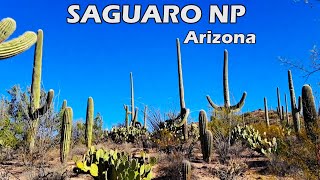 Saguaro National Park Arizona [upl. by Kaspar]