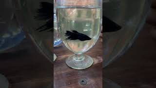 Betta breeding season started vedhafishfarm aquarium betta breakfast [upl. by Llehcar426]