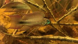 Blackwater Biotope AquariumApistogramma Lineata [upl. by Erdnassac836]