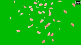 flowers petals fall green screen animation effect HD Footage [upl. by Judah]