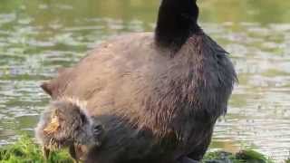 RedKnobbed Coot mom and baby [upl. by Egamlat]