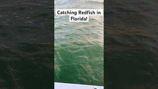 Catching Redfish in Florida redfish fishing newvideo subscribe florida bigfish ponceinlet [upl. by Nahrut]