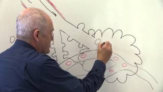 Respiratory System 4 Alveoli and gaseous exchange [upl. by Benson]