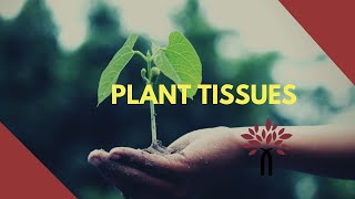 Biology 1st secondary Egypt first term plant tissues شرح بالعربي [upl. by Richmound]