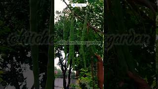 Drumstick harvest  moringa harvest  vegetable harvesting video moringa सहजन drumsticks short [upl. by Tullus]