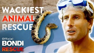 WACKIEST Animal Rescues on Bondi Rescue [upl. by Notyal]