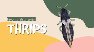 THRIPS  how to identify amp get rid of them [upl. by Kohn339]