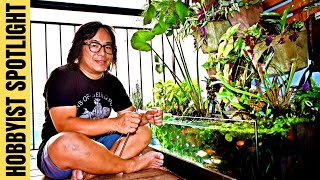 Relaxing LowBoy AquascapePond in HDB Balcony 🍃 [upl. by Saltsman]