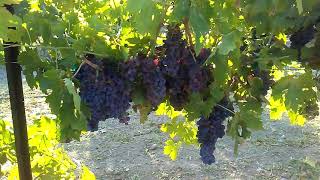 Growing wine grapes in the Mojave Desert [upl. by Ahsiruam745]