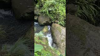 Dominica Trafalgar Falls part 3 [upl. by Nottarts]