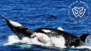 Killer Whale Hunt of a Straptoothed Beaked Whale amp Feeding [upl. by Llyrad248]