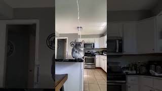 chinchilla holding a balloon [upl. by Crane]