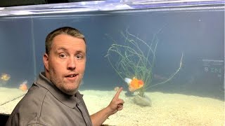 How to fix Cloudy Fish Tank Water Live Stream [upl. by Marinna]