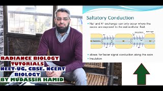 Saltatory conduction of Nerve Impulse [upl. by Yt582]