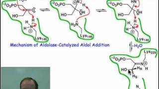 Mechanism of Aldolasecatalyzed Aldol Addition [upl. by Jalbert683]