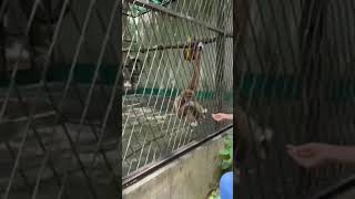 Yangon Zoological garden familytime vlog [upl. by Kcirdez554]