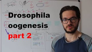 Drosophila oogenesis  Intermediate Guide 23 [upl. by Pasco]