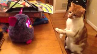 New furby vs cat [upl. by Anoiuq]