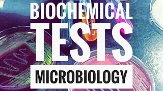 Microbiology Lab Practical Information Part 2 [upl. by Othello]