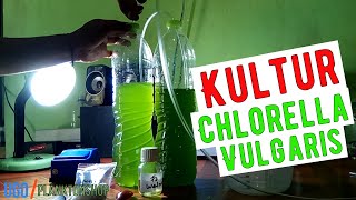 Kultur Murni Chlorella Vulgaris [upl. by Hurless]