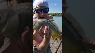 RIDE OR DIE fish fishing viral motivation lifestyle sports extreme saran pecanje ribolov [upl. by Yednarb]