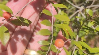 apresentando a fruta rara Cambuí branco Myrciaria tenella [upl. by Andris900]