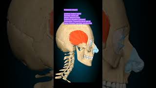 Temporalis Musclee humananatomy mbbs anatomy humanbody [upl. by Aikcir]