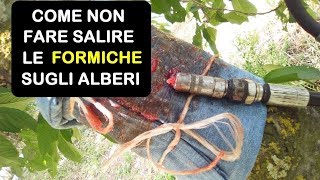 COME NON FARE SALIRE LE FORMICHE SUGLI ALBERI [upl. by Arymas413]