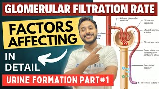 glomerular filtration rate physiology  urine formation factors affecting glomerular filtration rate [upl. by Yahska]