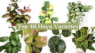 Top 40 Beautiful Hoya Varieties  Hoya Varieties with Names  Hoya Plant Species [upl. by Eaneg]