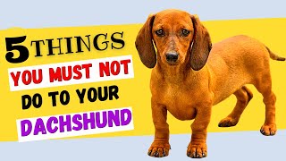 5 Things You Must NOT Do To Your Dachshund  All DACHSHUND Owners Must Watch [upl. by Asiram]