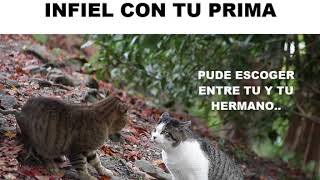 PELEA DE GATOS POR INFIDELIDAD JAJAJA  GATOS  2018 [upl. by Emmuela]