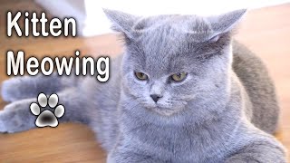 British Shorthair Kitten Meowing 🐾 [upl. by Bruner]