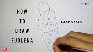 How to draw Euglena 8th std [upl. by Dill]