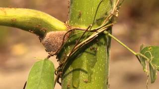 Ant Plants Cecropia  Azteca Symbiosis [upl. by Nil531]