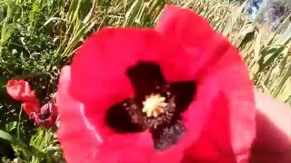 Riconoscere il Papavero selvatico Papaver Rhoeas e come cucinarlo [upl. by Giorgio770]