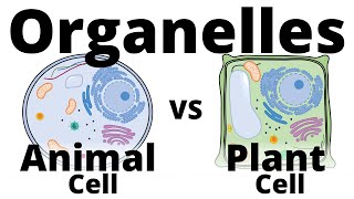 Plant Cell vs Animal Cell [upl. by Ainolopa]