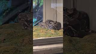 14 Greenview Aviaries Park Zoo and Game Farm Ontario Canada 🇨🇦 snake 🐍 [upl. by Sankey452]