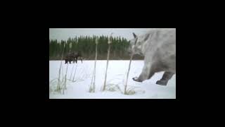 Carnivores Ice Age Egg Easter in Walking with Beasts [upl. by Lehcem]